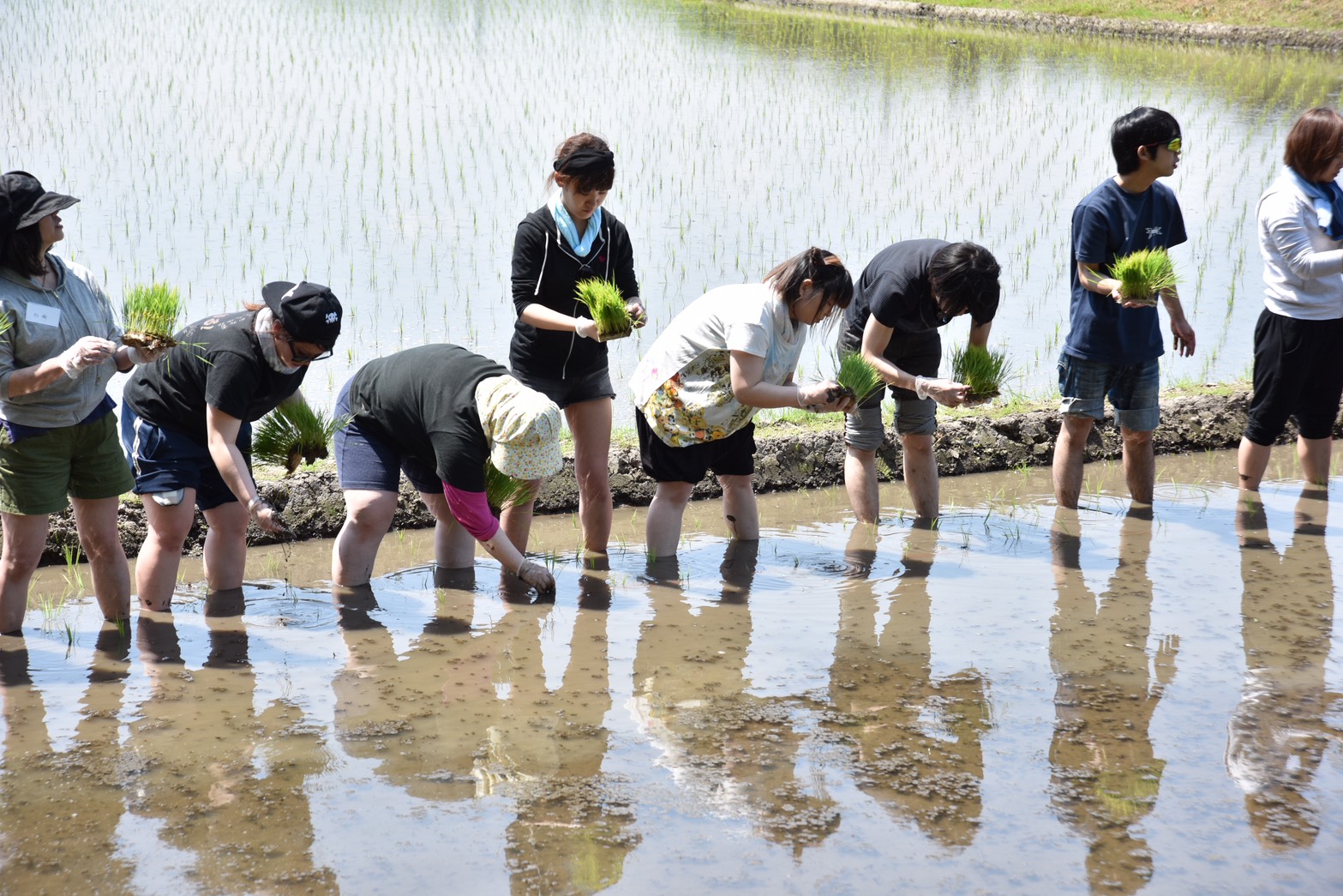 農家研修　田植え体験